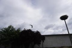 DSC08723-Copy
